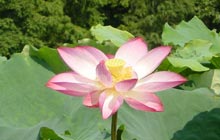A lotus flower at Baiyangdian