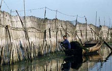 A fisherman checking his bamboo fence