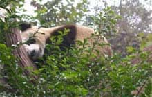 Image of Panda from Chengdu - 2