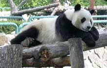 Image of Panda from Chengdu