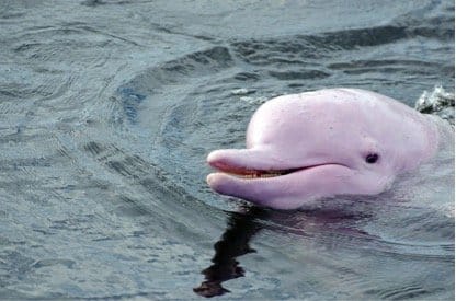 Pink Dolphin in Hong Kong